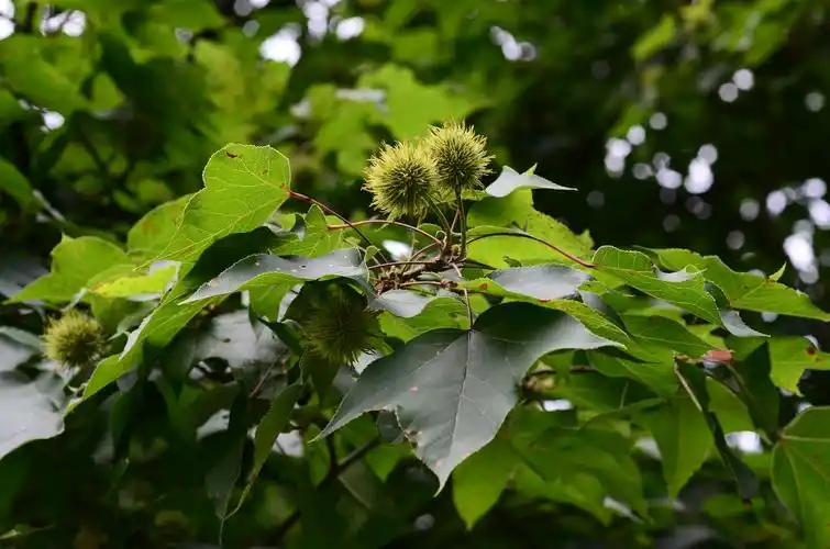 高望界保护区植物枫香树六