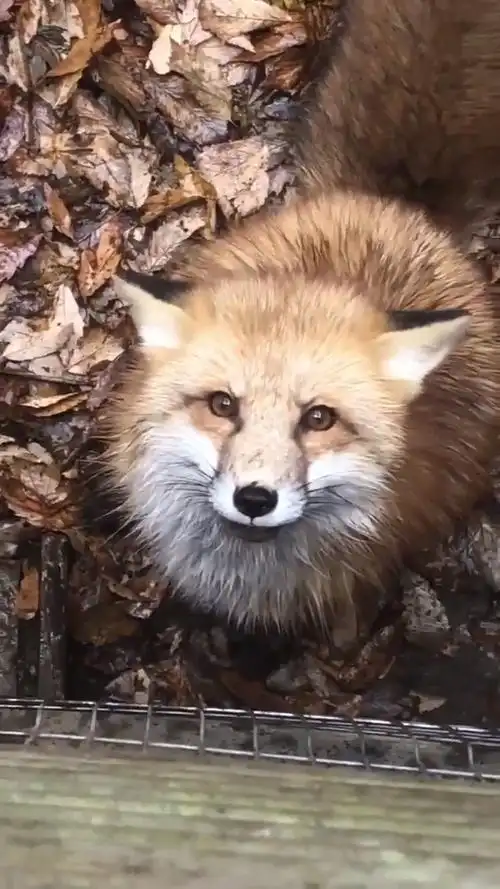 来听听一下求食中的狐狸的叫声