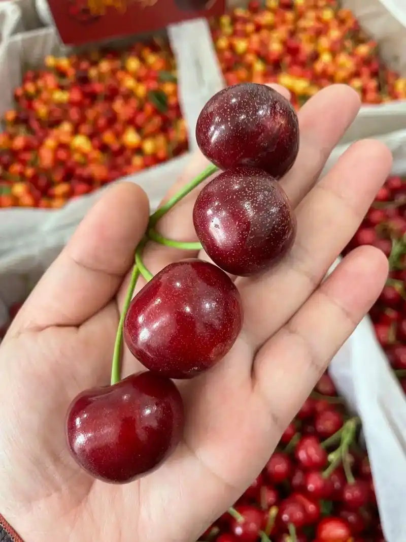 巴托 性价比之王.#樱桃 #大连大樱桃 #水果 #新鲜应季水 - 抖音