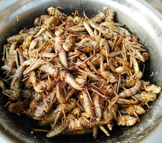 炸蚂蚱-堆糖,美好生活研究所