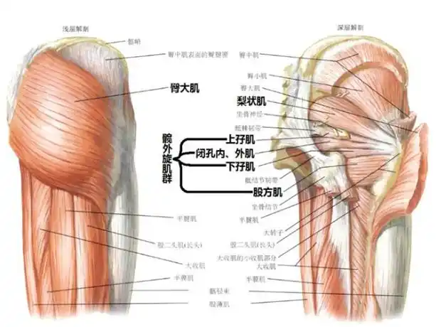 的韧带附着以增加关节的稳定性,股骨头和髋臼的表面有透明软骨覆盖