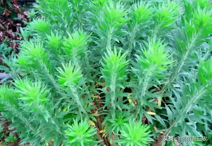 有哪些野草500种野草名字及图片