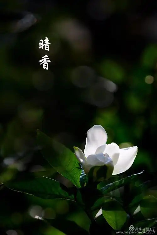 栀子花又开