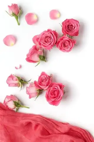 壁纸 粉红色的玫瑰,丝绸,白色背景 5120x2880 uhd 5k 高清壁纸, 图片