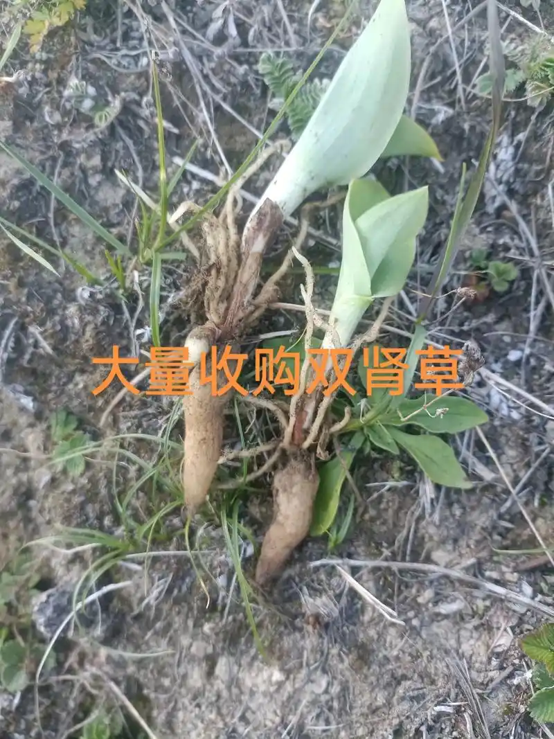 中草药知识 #真材实料 #大山里的原生态 大量收购双肾草  - 抖音