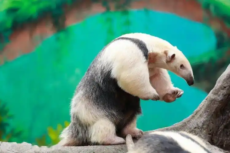 呆萌的瓜子脸长啥样来看看小食蚁兽吧