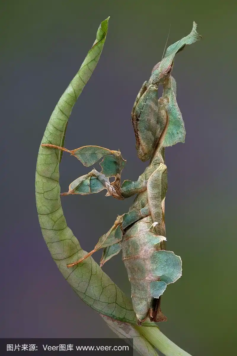 叶子上的鬼螳螂