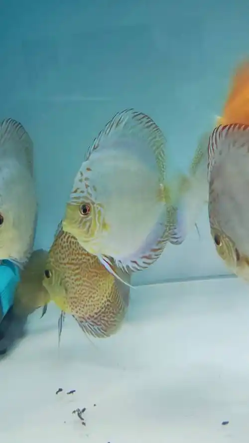 出自养的七彩神仙鱼老虎狗成鱼