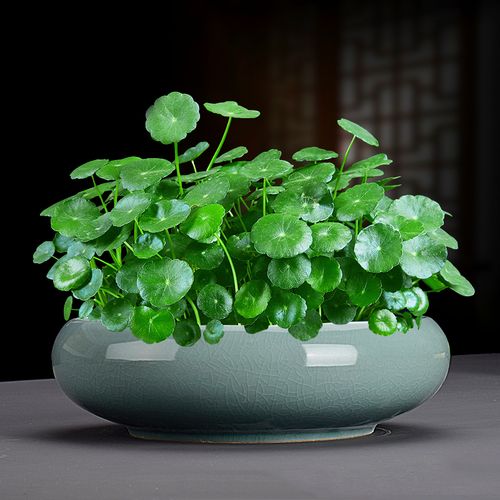 水养铜钱草草籽种子大叶子特大子种种籽水培植物花卉招财盆栽室内