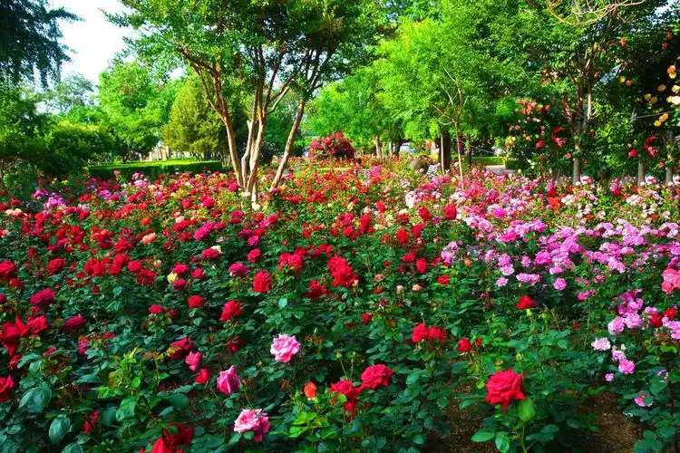 月季鲜花盛开景色迷人