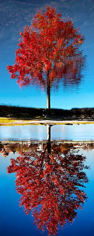 秋天里,亮红色的树对抗蓝色的水图片下载