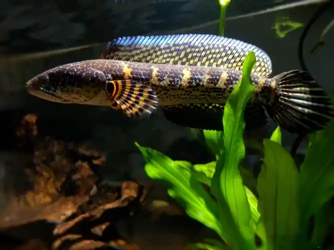 嘉瑰黄金雷龙 奶茶阿萨姆雷龙 七彩雷龙 雷龙鱼 热带