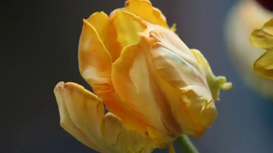 高贵优雅的郁金香高清桌面壁纸