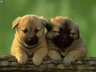 狗宠物动物soogifsoogif出品gif动图_动态图_表情包下载_soogif