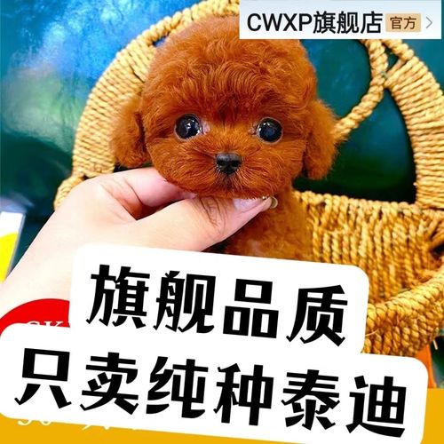 泰迪幼犬活体超小泰迪香槟色泰迪棕红色泰迪黑色泰迪幼崽宠物