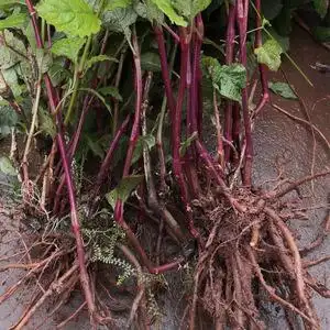 牛膝怀牛膝跌打损伤活血化瘀青山洞高山野生药材盆栽植物种苗