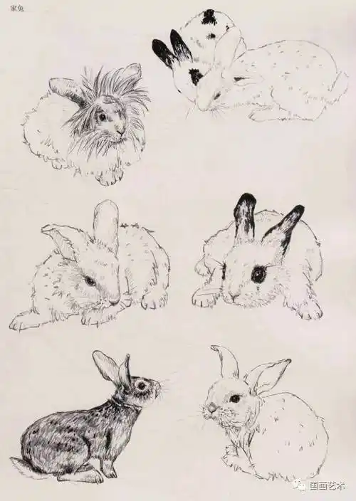 图文教程:写意兔技法解析