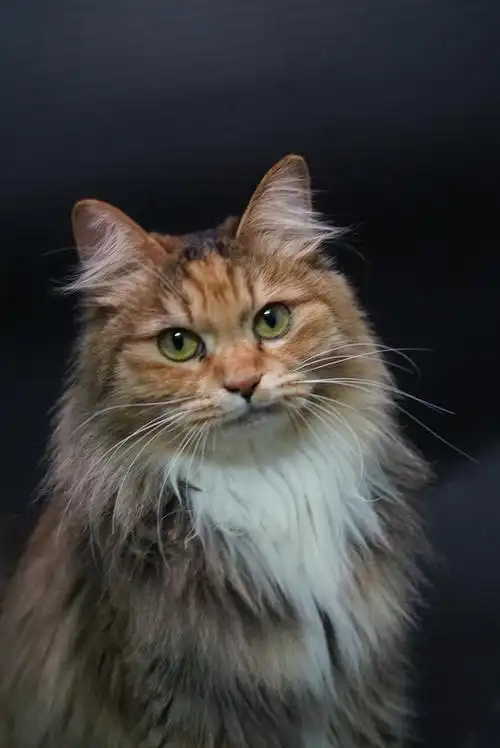 想看你们猫猫的帅气照片!