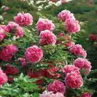 女人最适合的微信头像成熟牡丹花头像点击鼠标右键下载