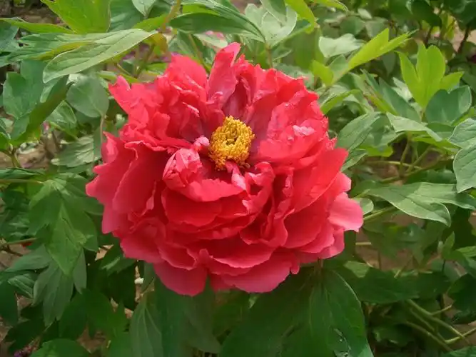 红色的牡丹品种有哪些-藤本月季网