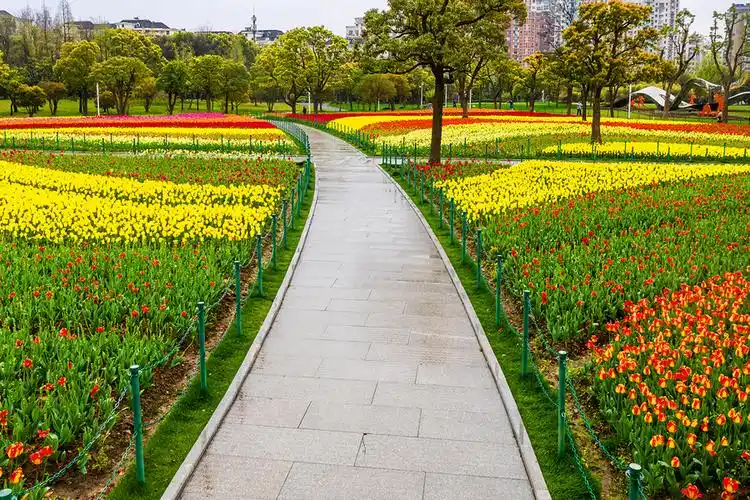 大宁公园郁金香