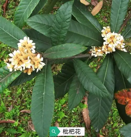 中药古今研究:枇杷叶