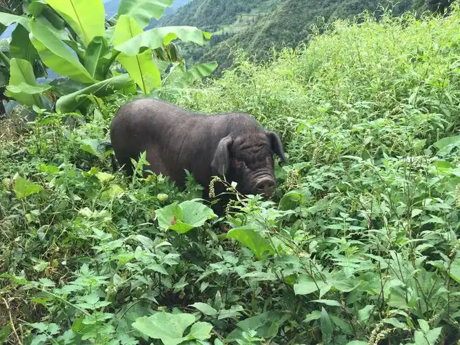 脱贫攻坚村村道雷山县掌雷村黑毛猪产业助民增收