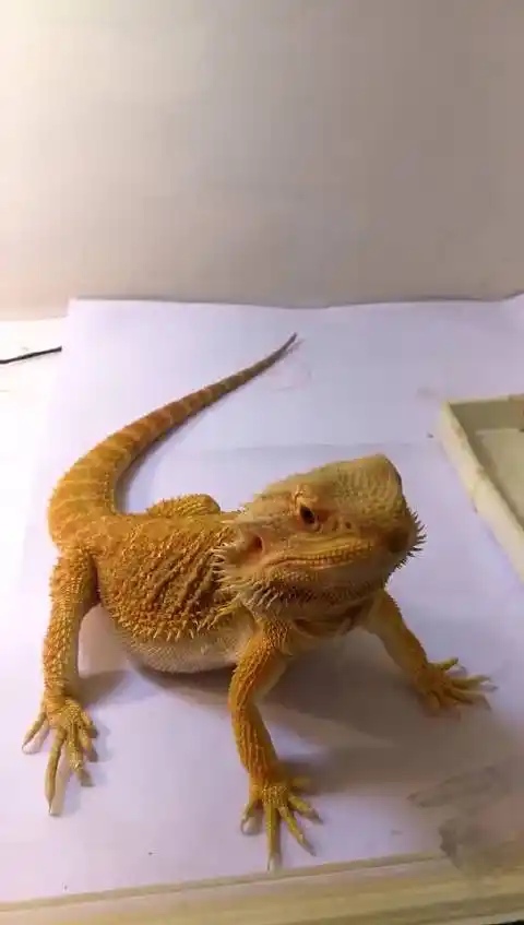 出一只柑橘色鬃狮蜥 有点凶 不轻易上手,喜欢可以私聊我