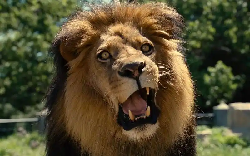 黑箱子大叔任性买下一座动物园真实故事改编我家买了动物园