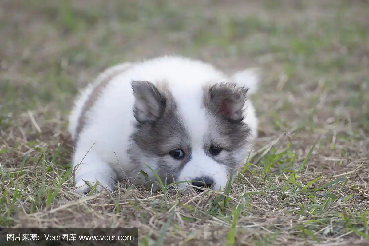 泰国小狗叫bangkaew在花园里