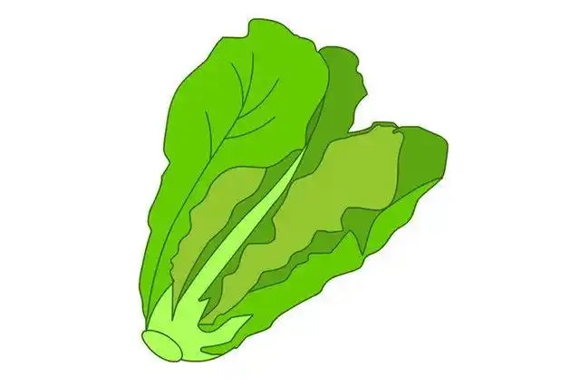 简单漂亮的生菜简笔画图片
