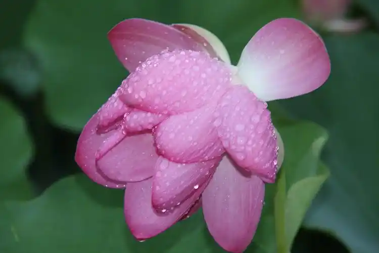 雨后荷花 写美篇雨后荷花,不染一丝尘埃,显得更加清新脱俗,粉红的花瓣