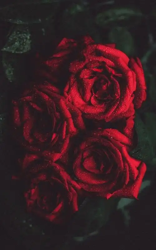 红色娇艳玫瑰,高清图片,手机锁屏桌面-壁纸族