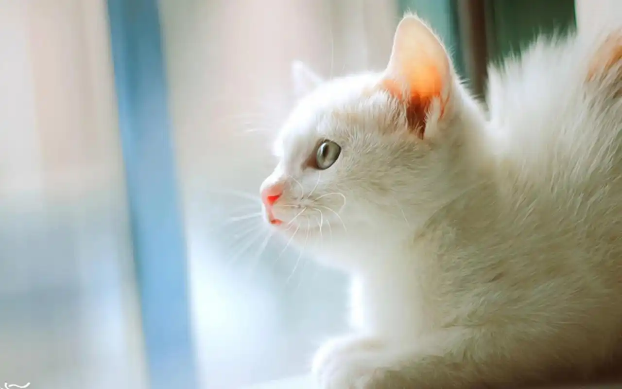 轻松一刻:冒充男友一次5万,他同意,谁知半年后