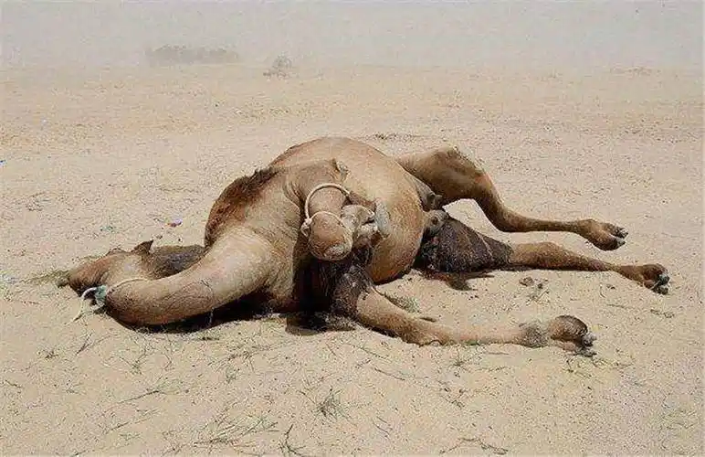 骆驼蜘蛛世上最大的食人蛛为何说它会捕食骆驼会吃人