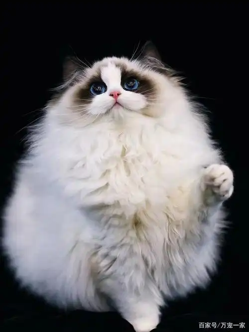 史上最多最美的原创布偶猫图片,你最喜欢那只?