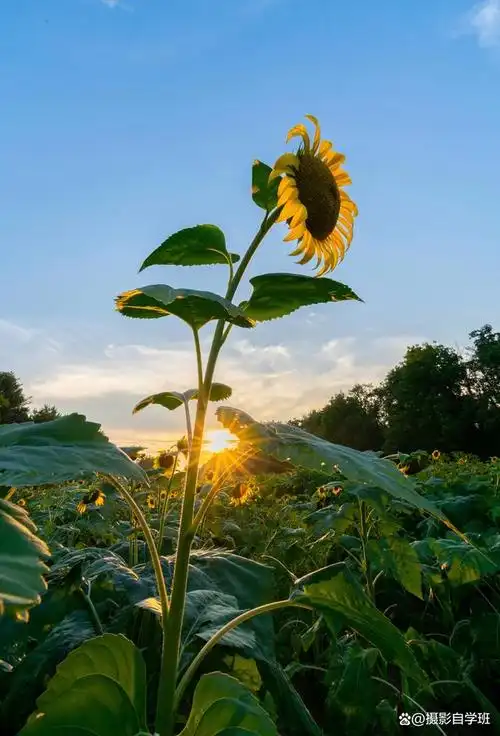 你是否曾经遇到过拍摄向日葵时效果不尽如人意的情况?