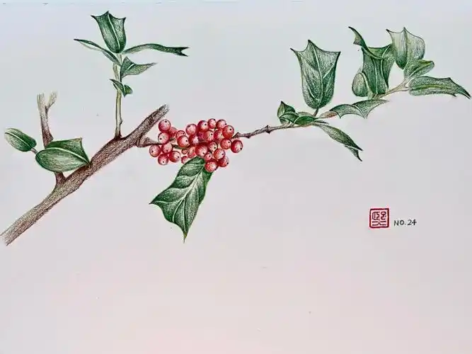 彩铅画枸骨附详细步骤图色号