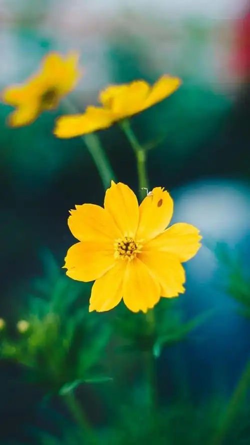 唯美清新花卉图片手机壁纸