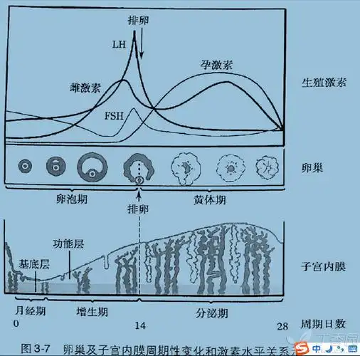 看一下这个图,了解一下雌激素和孕激素在月经周期中的作用及其分泌