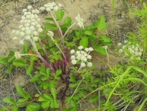 北沙参北沙参图片