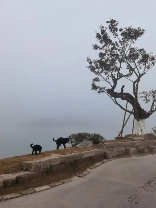 雾都的狗儿就要在雾天穿行