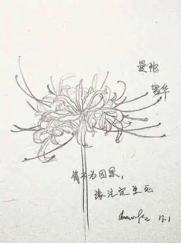 彼岸两生花