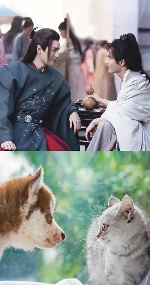 山河令张哲瀚龚俊和猫狗的适配性,网友:老婆老公绝配!