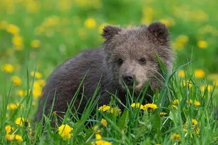棕熊幼崽在夏季球场上玩耍照片