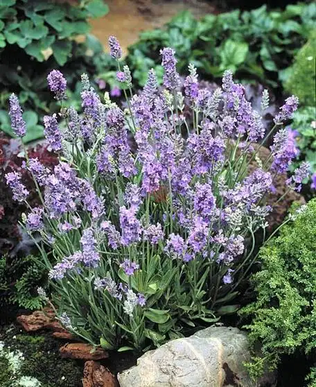 p>狭叶薰衣草, a target="_blank" href="/item/唇形科/2381957"