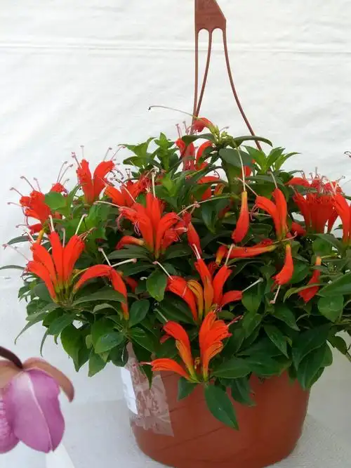 植物小科普口红花