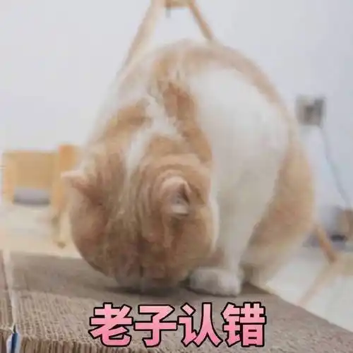 萌宠 猫星人 老子认错 我错了 道歉 搞怪