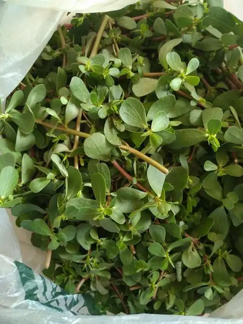 精品野菜马齿苋