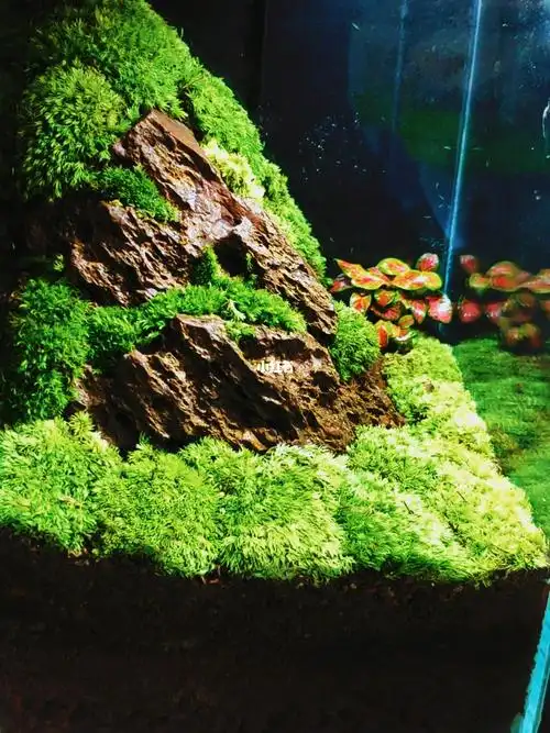 苔藓缸教程不懂的可以私信我